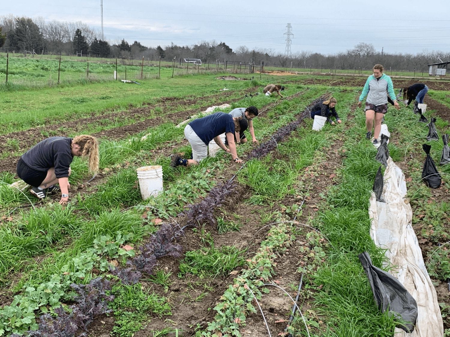 Growing Your Own Garden